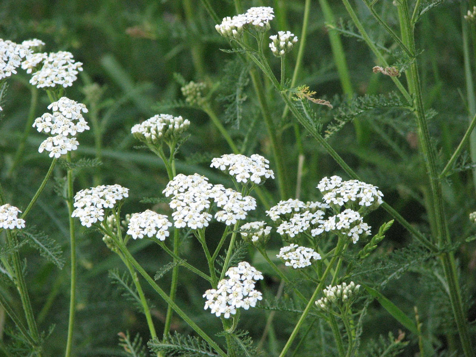 Yarrow