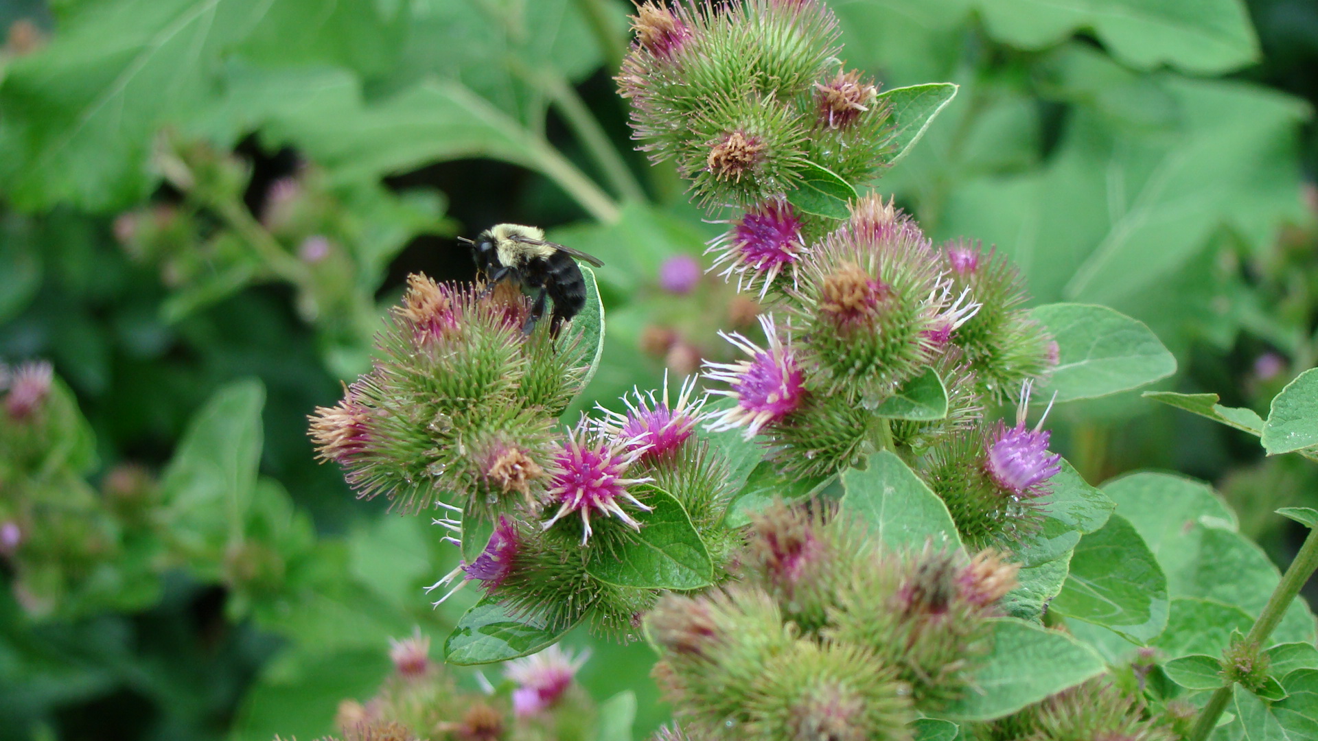 Burdock