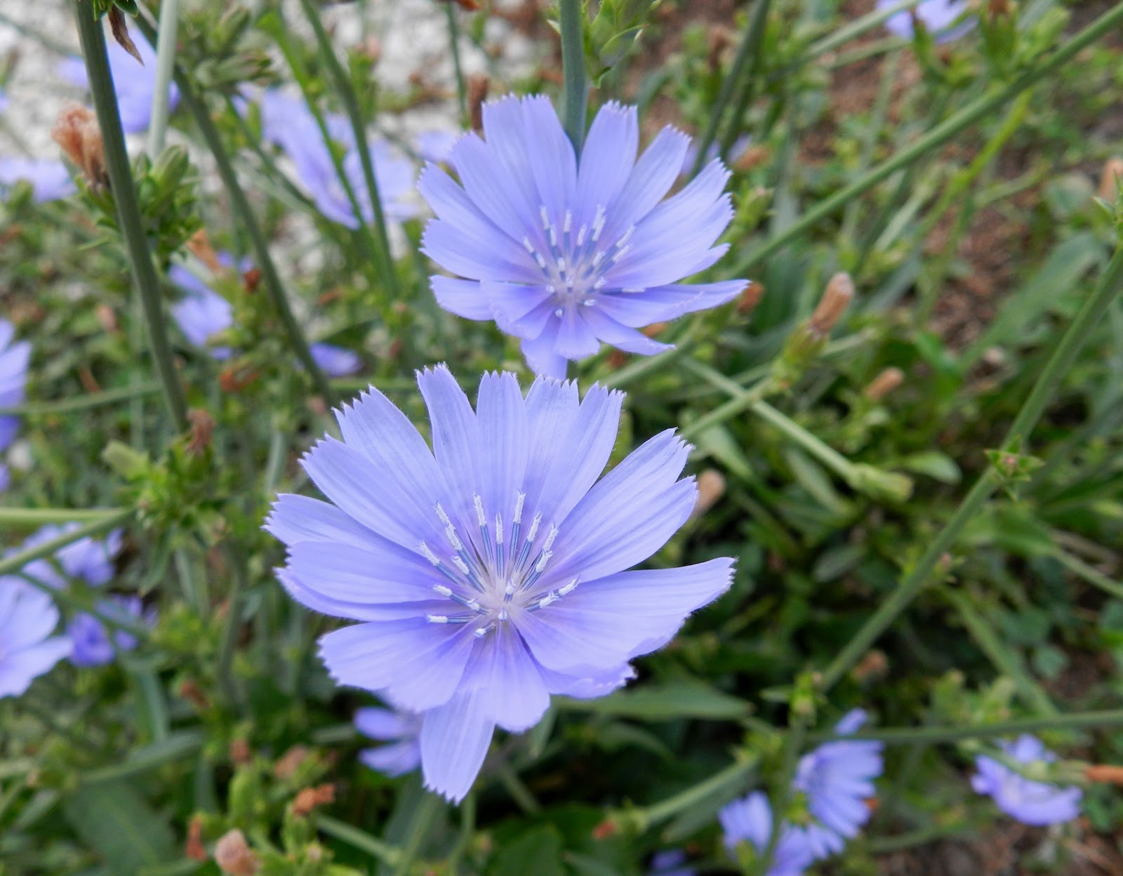 Chicory