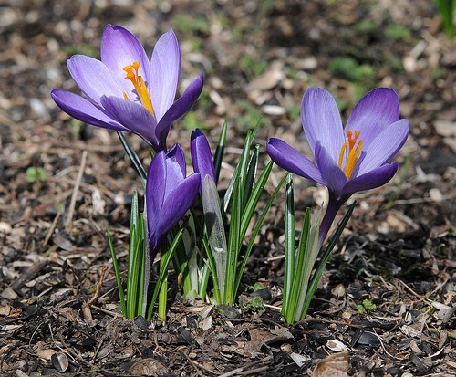 Crocus
