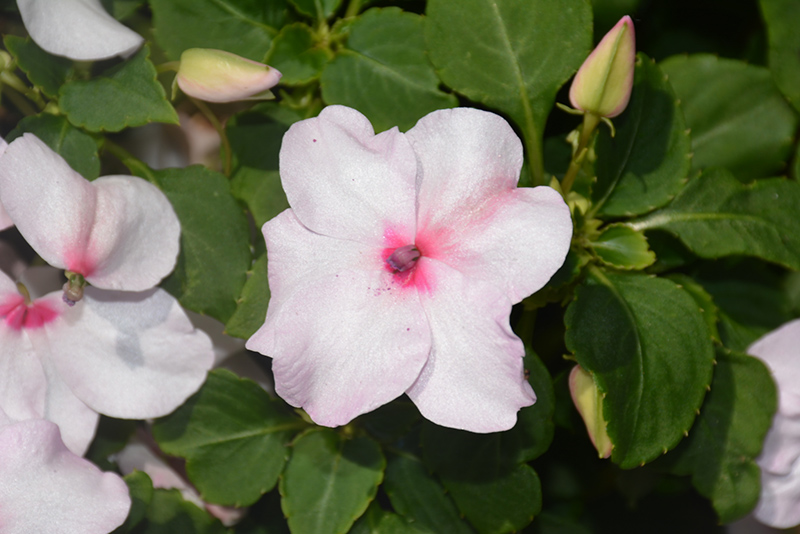 Impatiens