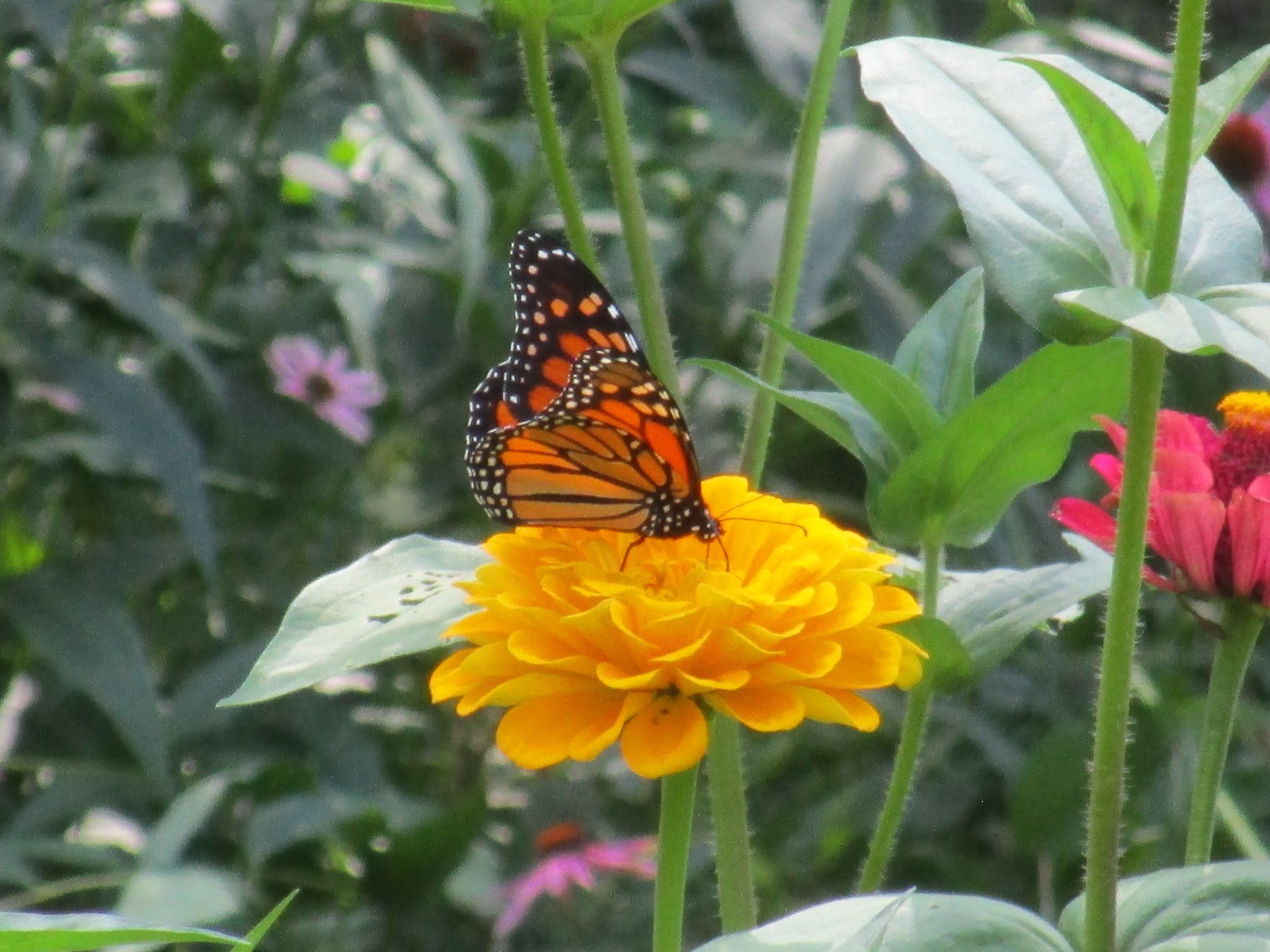 Monarch on Zinnia