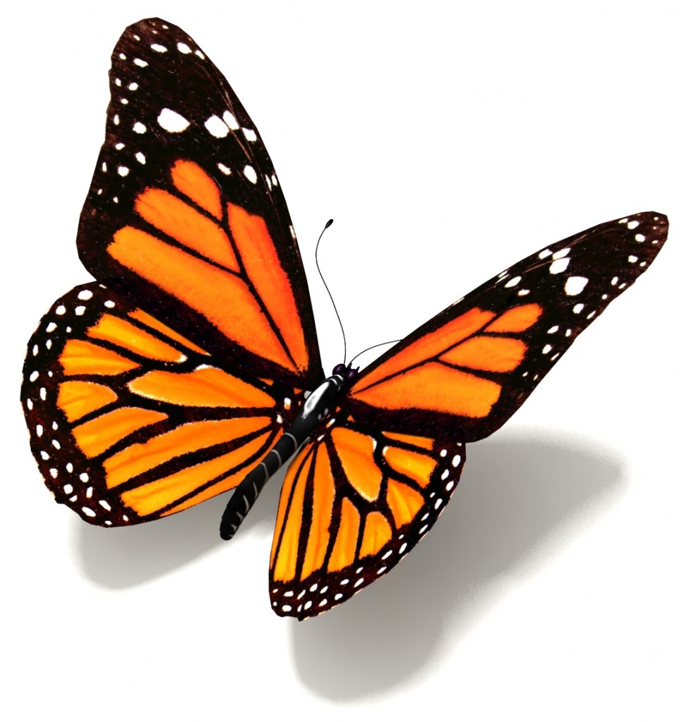 Monarch Butterfly