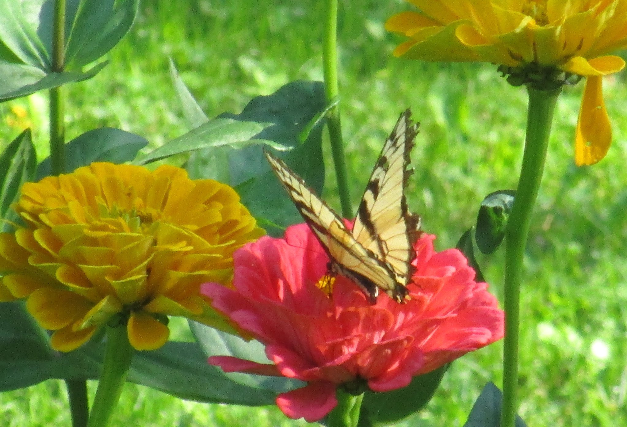 Swallowtail on Zinnia